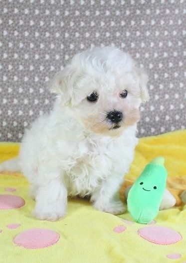 Des Collines De Manon - Chiot disponible  - Bichon Frise