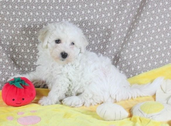 Des Collines De Manon - Chiot disponible  - Bichon Frise