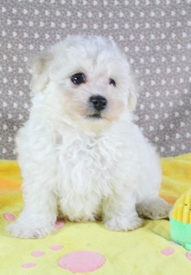 Des Collines De Manon - Chiot disponible  - Bichon Frise