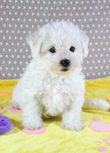 Des Collines De Manon - Chiot disponible  - Bichon Frise