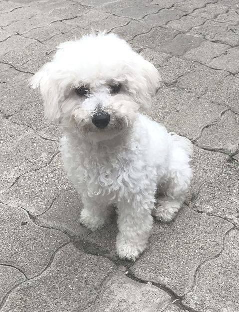 Des Collines De Manon - Chiots disponibles - Bichon Frise