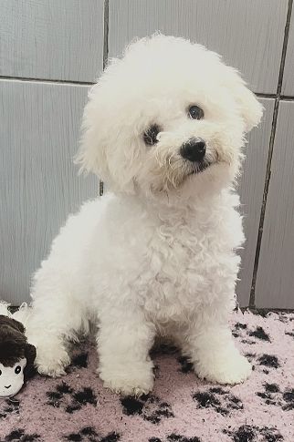 Des Collines De Manon - Chiots disponibles - Bichon Frise