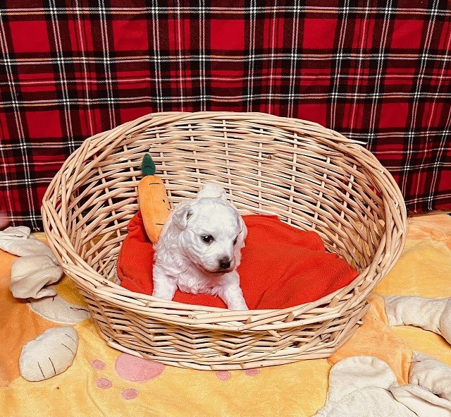 Des Collines De Manon - Chiots disponibles - Bichon Frise