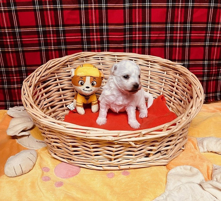 Des Collines De Manon - Chiots disponibles - Bichon Frise