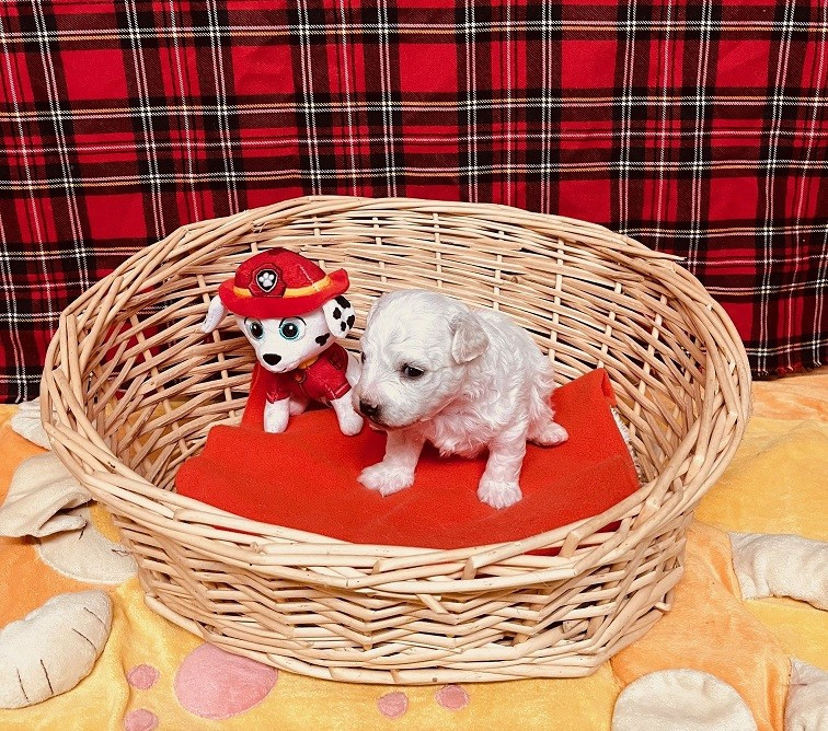 Des Collines De Manon - Chiots disponibles - Bichon Frise