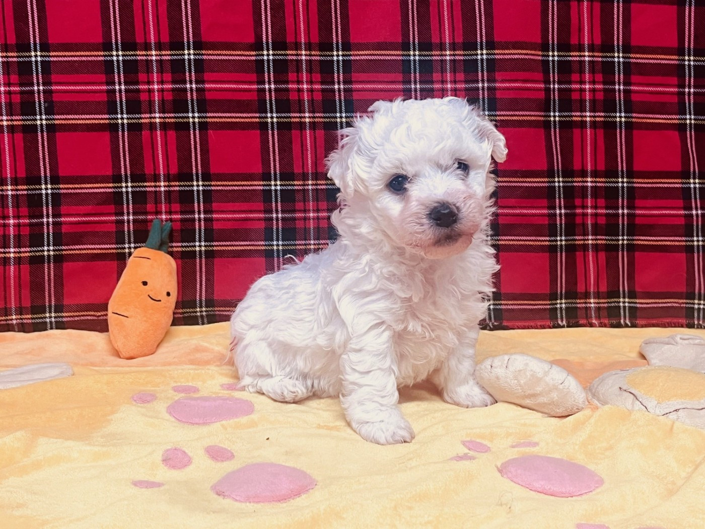 Des Collines De Manon - Chiots disponibles - Bichon Frise