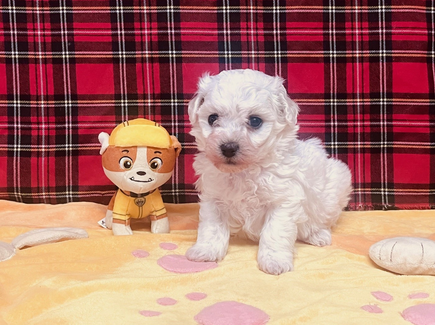 Des Collines De Manon - Chiots disponibles - Bichon Frise