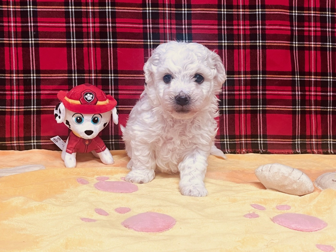 Des Collines De Manon - Chiots disponibles - Bichon Frise