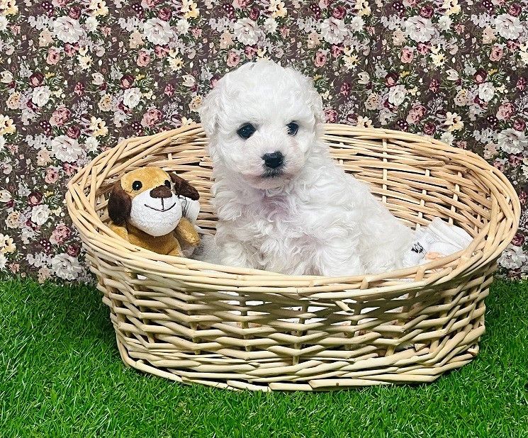 Des Collines De Manon - Chiots disponibles - Bichon Frise