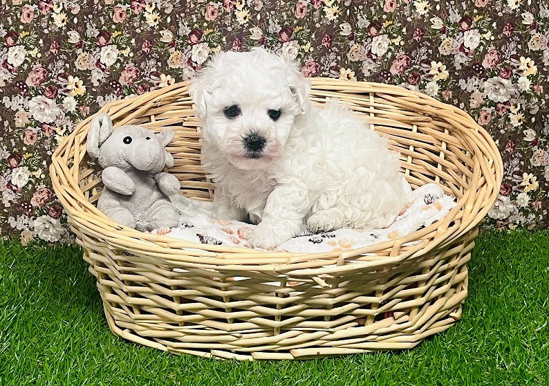 Des Collines De Manon - Chiots disponibles - Bichon Frise