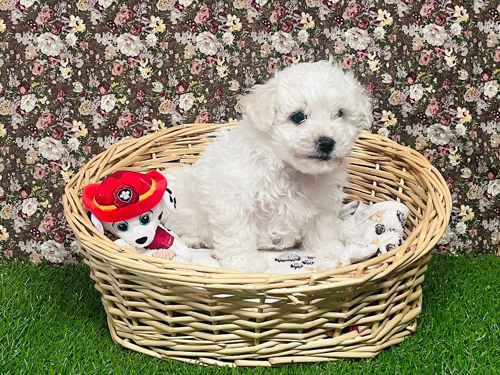 Des Collines De Manon - Chiots disponibles - Bichon Frise