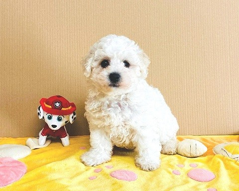 Des Collines De Manon - Chiots disponibles - Bichon Frise