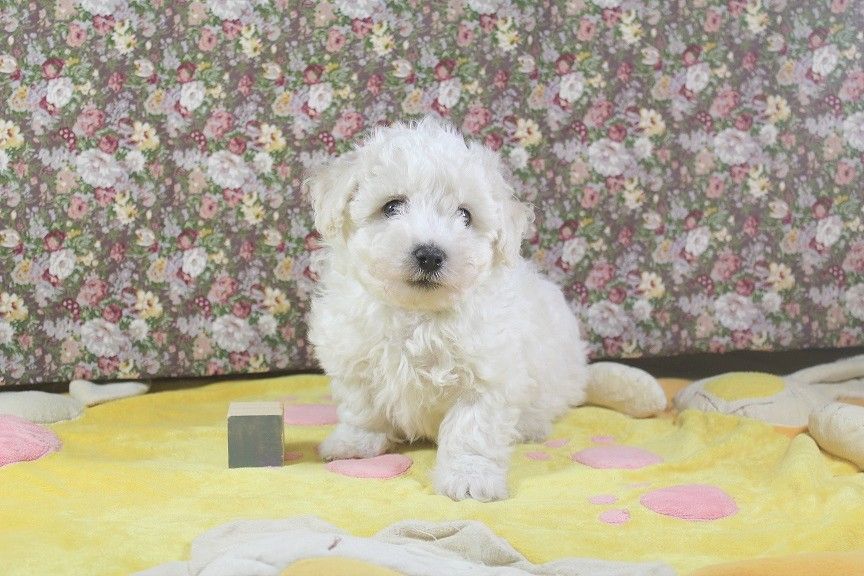 Des Collines De Manon - Chiots disponibles - Bichon Frise