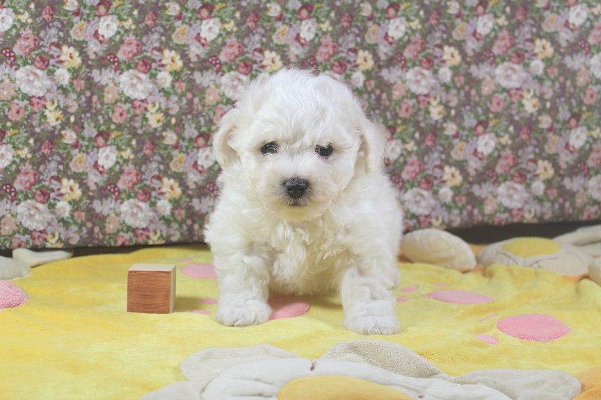 Des Collines De Manon - Chiots disponibles - Bichon Frise