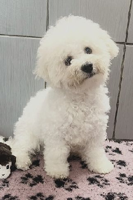 AMOS