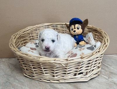 Chiot N°2