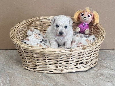 Chiot N°3