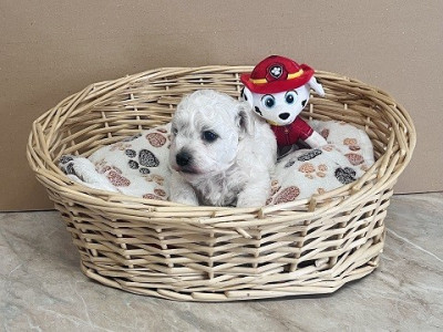 Chiot N°1