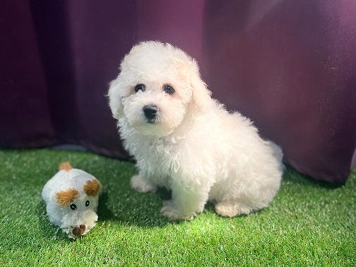 Des Collines De Manon - Chiots disponibles - Bichon Frise