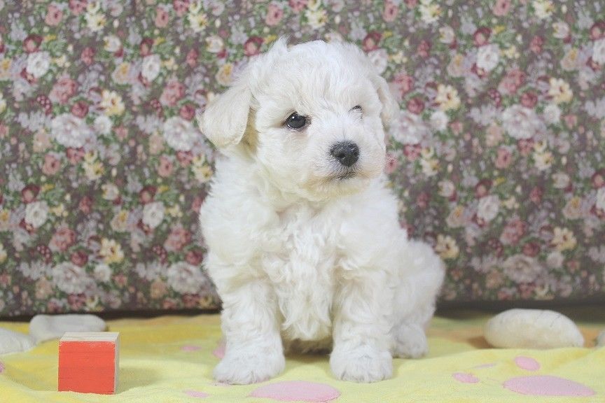 Des Collines De Manon - Chiots disponibles - Bichon Frise